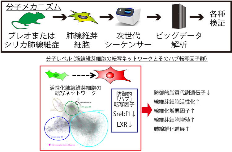 Project On Chronic Inflammation Fibrosis 東京理科大学研究推進機構 生命医科学研究所 炎症 免疫難病制御部門 松島研究室